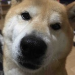 プリンくんと私