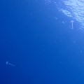大発生. . .