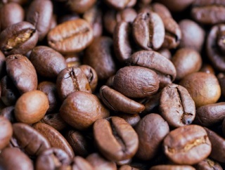 ゾウの腸内で作られるコーヒー豆「ブラック・アイボリー」、風味の秘密を解明