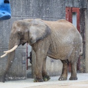 雪が降ってきた♪