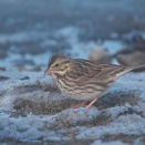 砂浜にサバンナシトド Savannah Sparrow