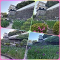 長崎県大村公園の花菖蒲