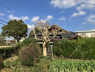 畑の生垣剪定 2025年