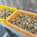 じゃがいも🥔　2026