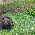 北海道士別市の国道沿いで車と並走する体長2メートルほどのクマが目撃される