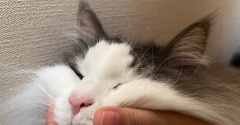 天使と悪魔