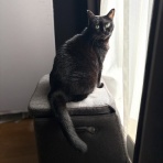 おそらくその平凡こそ幸せ　猫と私と家族の日常