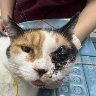 風の動物病院のブログ