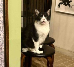 Muddy Cat 定期便 11/4〜11/8