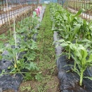 トウモロコシ畑の雑草対策＋追肥