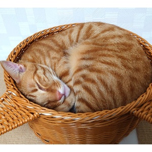 猫がいるだけで120話とシンク対策 : あんこと麦と Powered by 