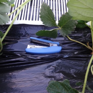 章姫イチゴと有機JAS朝日米　MERRY BERRY