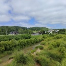 夏の北海道 花紀行 中富良野町 ファーム富田へ