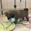 柴ハーフちゃんのご紹介です❤️