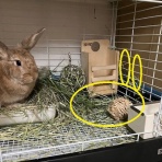 うさぎのきた道