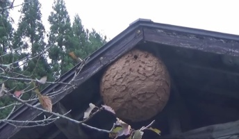 【閲覧注意】超巨大スズメバチの巣を割ってみた結果wwwwwwwwww