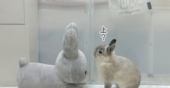 うさぎのルリ(7/5追記)