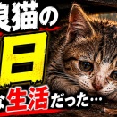 【野良猫の一日】知らなかった現実