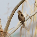 お城と淀川の鳥撮り記
