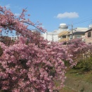 河津桜の目白押し