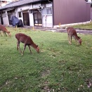 奈良市街地。普通に鹿がうろついてたハナシ