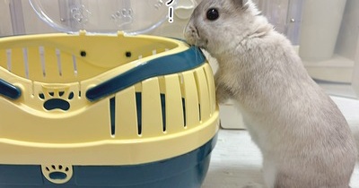 うさぎのルリ(10/29追記)