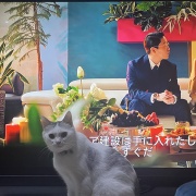 早く寝たいジンの頭脳作戦