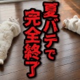 「石ころでも食ってろ」と笑われた嫁。彼女だけが見抜いた石畑の本当の値打ち｜江戸時代｜江戸朗読｜人情話｜創作物語｜昔話｜歴史