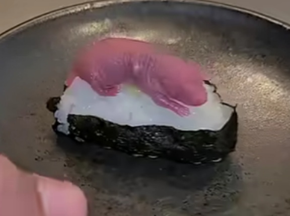 「ちゅートロの握り」生き物系YouTuber「飯島レンジ」（登録者数89万人）、生きたネズミの赤ちゃんを”寿司”にして食べる動画を投稿　視聴者驚愕