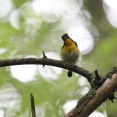 思い出の鳥たち（１８０）
