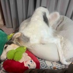 .•*.•*beny beny*•.*•.