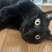 娘と私への猫の対応の違い