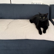 入りたがる猫たち