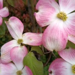 HARASHIMAの｢へろへろ日記｣