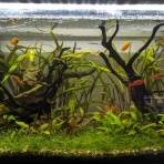 ゆるアクアリウム＋αのコーナー