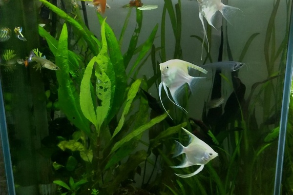 Motiのアクアリウム記録 Moti Aquarium 水槽水質測定 Motiのアクアリウム記録 Moti Aquarium 水槽水質測定