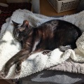かえでちゃん　最近お気に入りの場所でお昼寝中