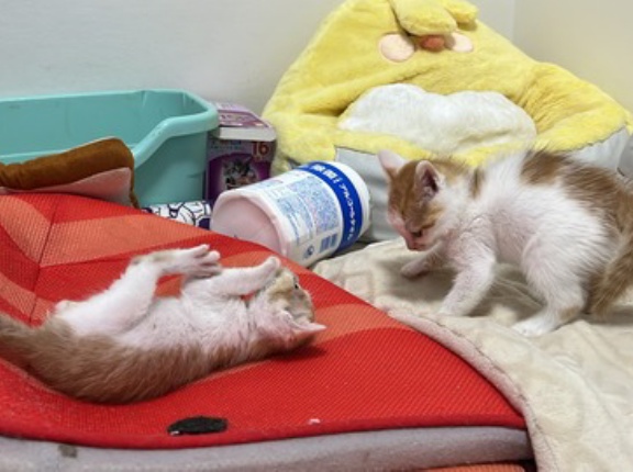 子猫の遊ばせ方　20251106