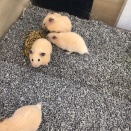 キンクマハムスター