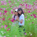 岡部殿コスモス畑