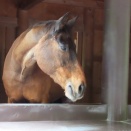 野生馬から遠く離れて