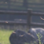 治水緑地の野鳥日記