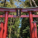 弥彦神社へ花見に