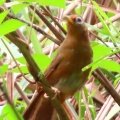 ガビチョウ＆キジ♀を撮る🐦🐦‍⬛（多々良沼公園）