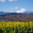 『吾妻山公園からの富士山と菜の花　2025/01/31』の画像