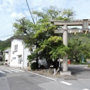 源内の誤認からホルトノキと呼ぶようになったとか