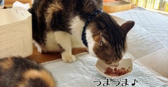 ハイエナを狙うハゲタカ