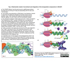 分子動力学シミュレーションに解釈可能な深層学習を組み合わせることで, CRISPR 関連トランスポゾン (CAST) の中核因子である TnsC フィラメント集合体の分子機序を解明