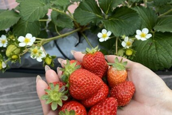 あっちこっち ここdeランチ