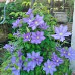 庭生ししくらのblog